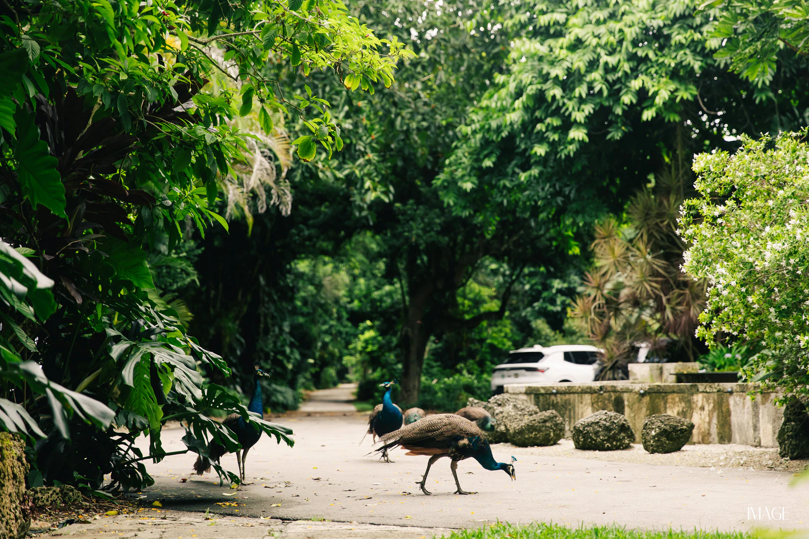 Impact Edition at The Kampong, Miami — Events photography by IMAGE MIAMI — photo 127 of 159