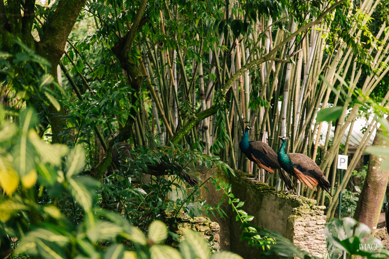 Impact Edition at The Kampong, Miami — Events photography by IMAGE MIAMI — photo 11 of 159